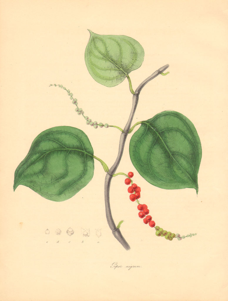 PLANTAE UTILIORES. Black Pepper (Piper nigrum) Hand colour. BURNETT 1842 print